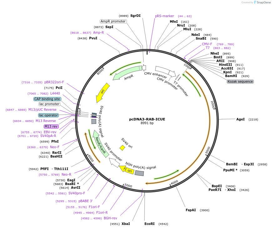 118480-plasmid-map-sequence-id-230378