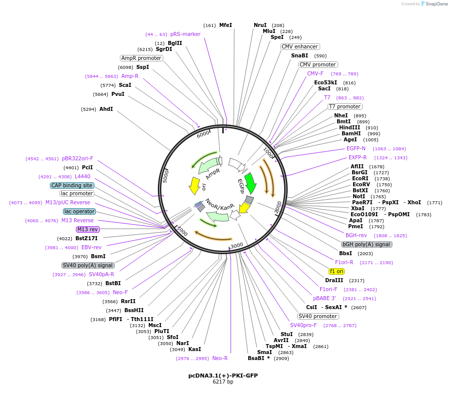 118482-plasmid-map-sequence-id-230379