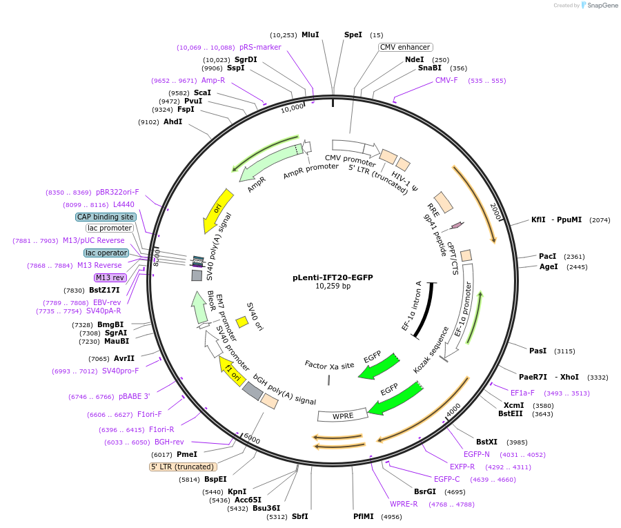 118032-plasmid-map-sequence-id-230381