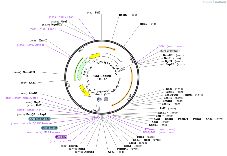118070-plasmid-map-sequence-id-230386
