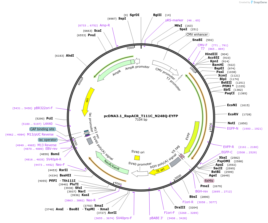 119197-plasmid-map-sequence-id-230387