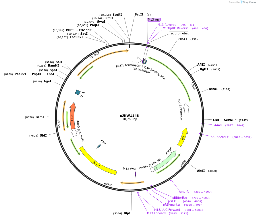 119029-plasmid-map-sequence-id-230389