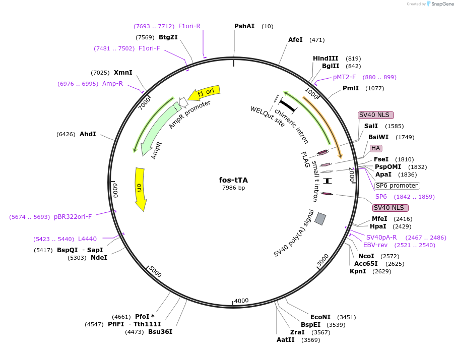 34856-plasmid-map-sequence-id-230402
