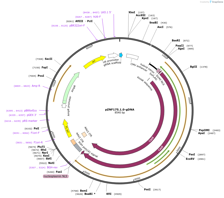 112443-plasmid-map-sequence-id-230404