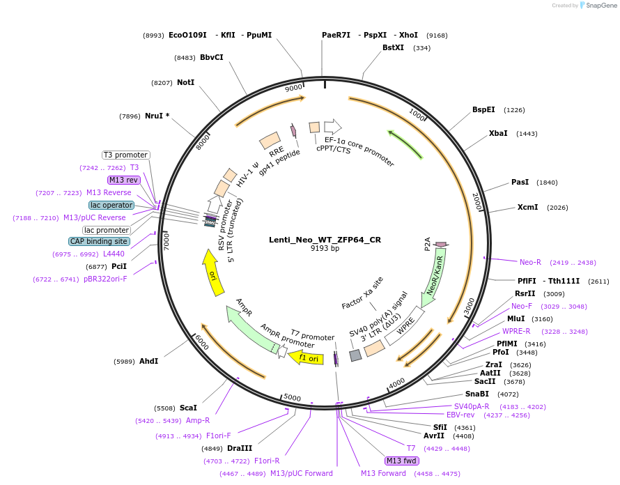 118694-plasmid-map-sequence-id-230412