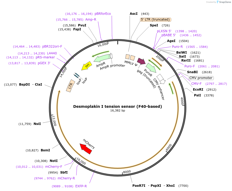 118725-plasmid-map-sequence-id-230441
