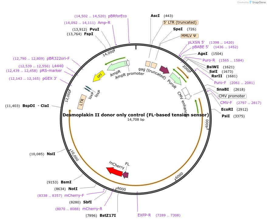 118723-plasmid-map-sequence-id-230442