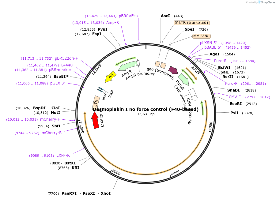 118726-plasmid-map-sequence-id-230443