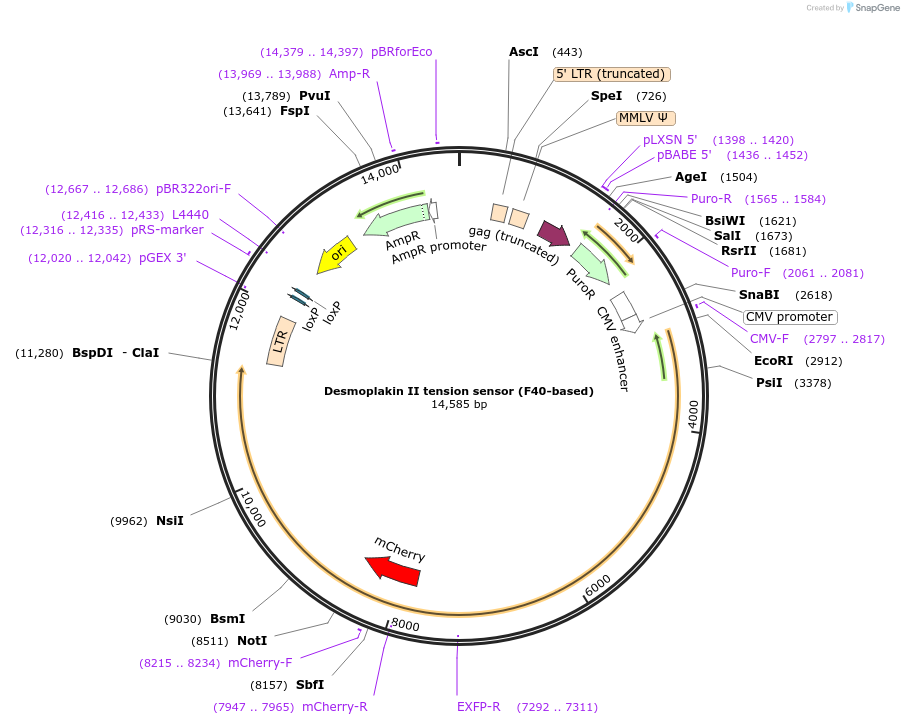 118715-plasmid-map-sequence-id-230444