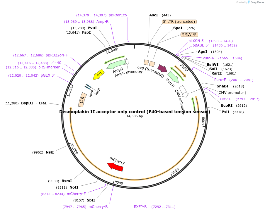 118719-plasmid-map-sequence-id-230445
