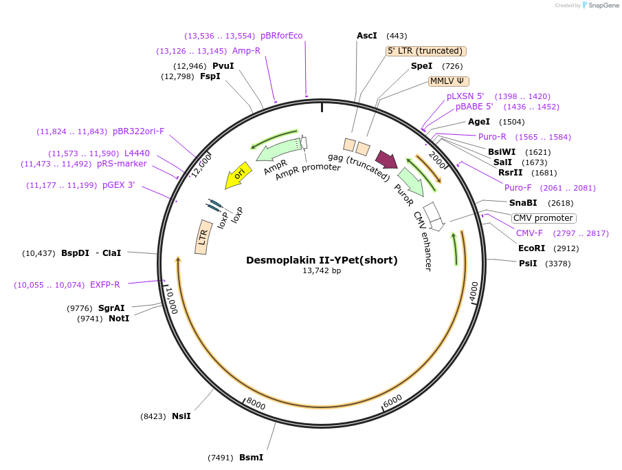 118714-plasmid-map-sequence-id-230454