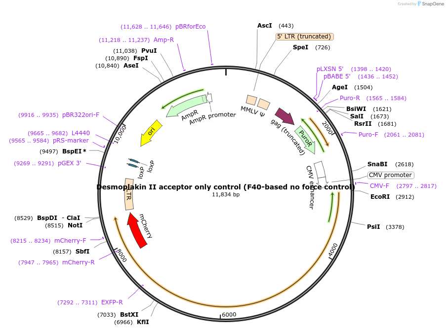 118720-plasmid-map-sequence-id-230457