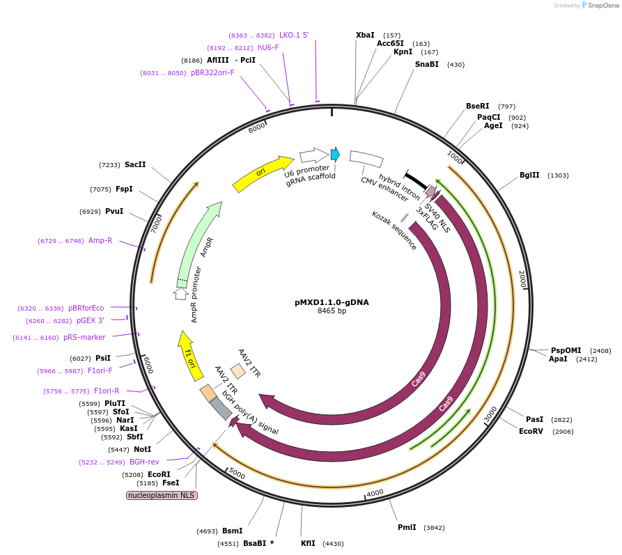 112446-plasmid-map-sequence-id-230458
