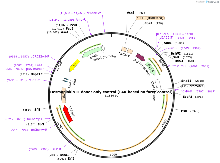 118718-plasmid-map-sequence-id-230460