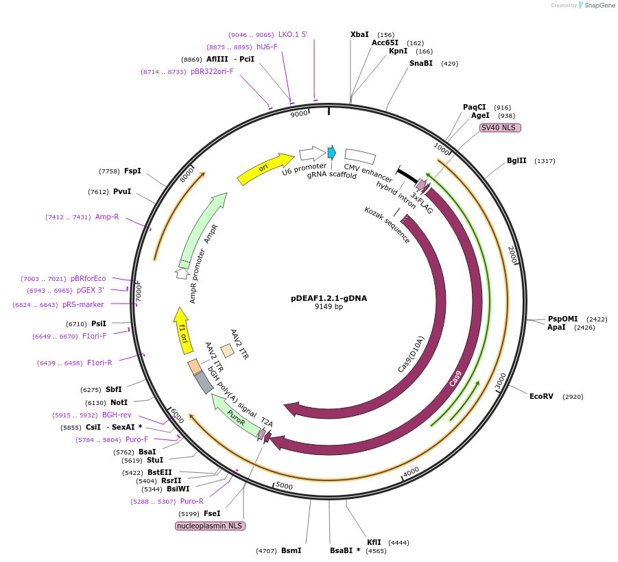112449-plasmid-map-sequence-id-230462