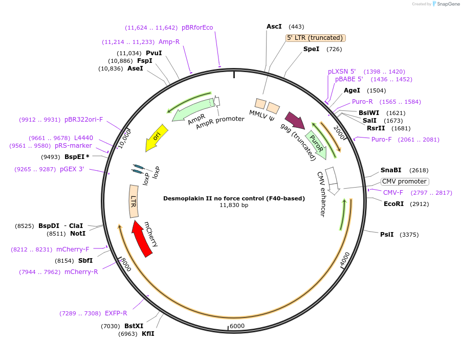 118716-plasmid-map-sequence-id-230464