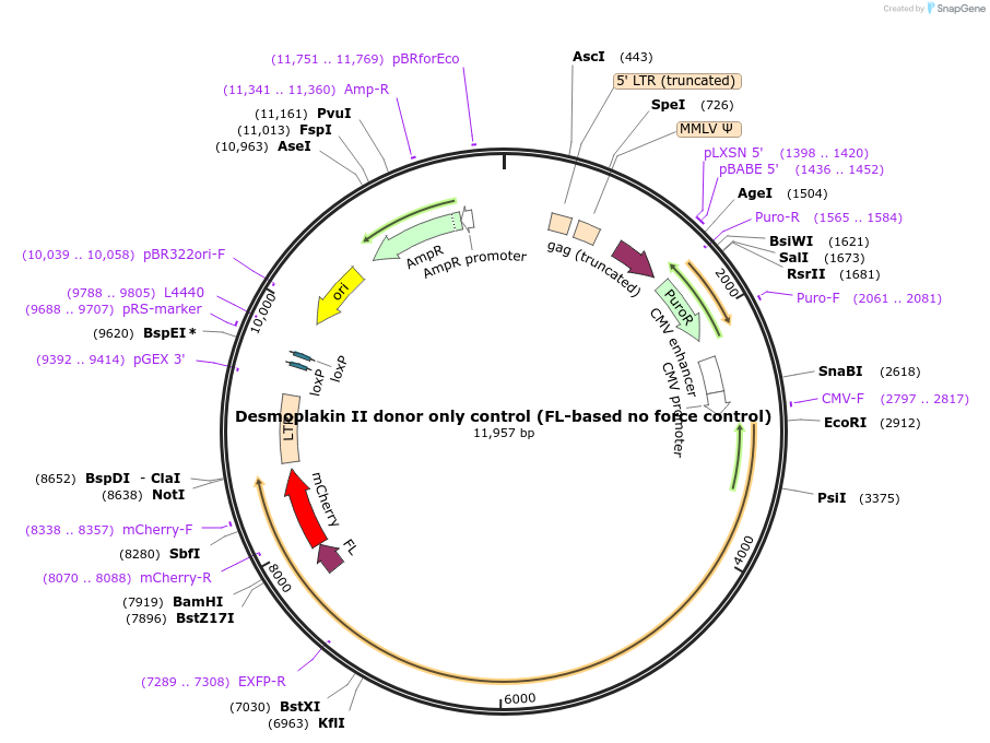 118722-plasmid-map-sequence-id-230466