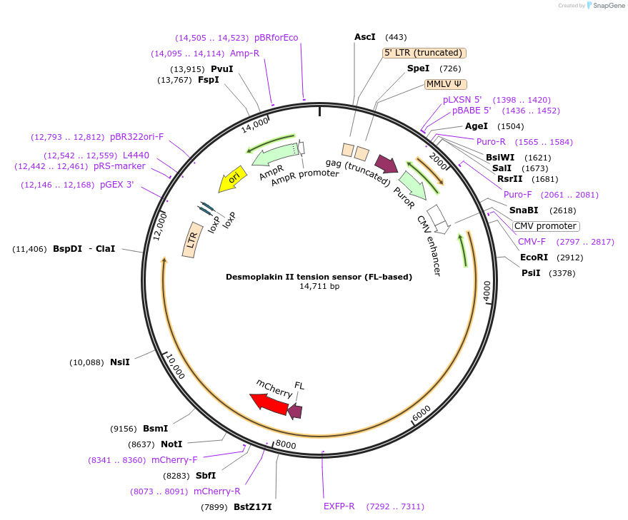 118721-plasmid-map-sequence-id-230467