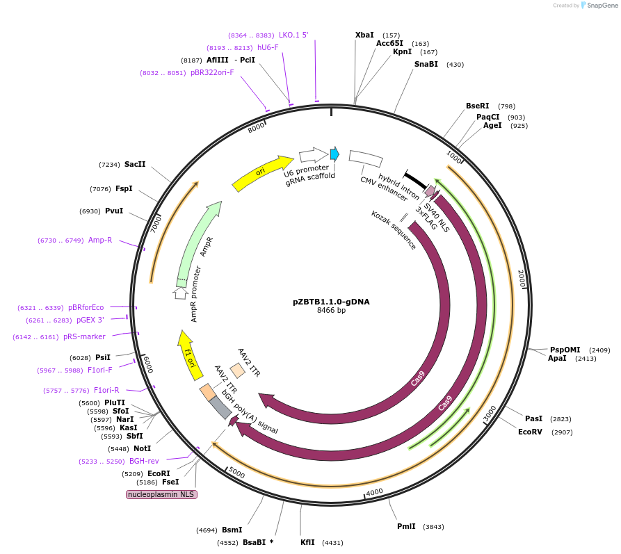112454-plasmid-map-sequence-id-230470