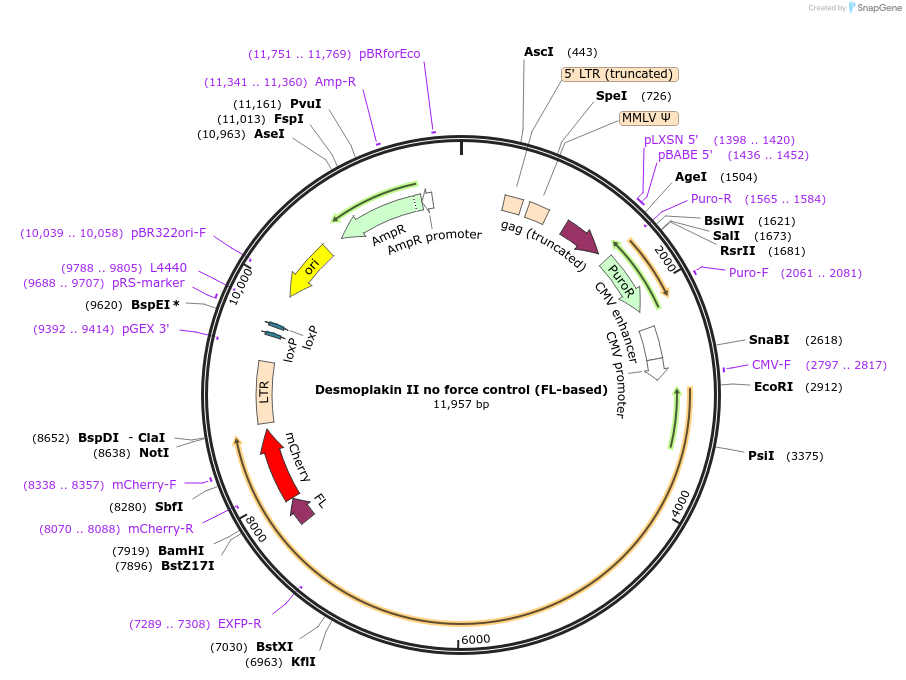 118724-plasmid-map-sequence-id-230471