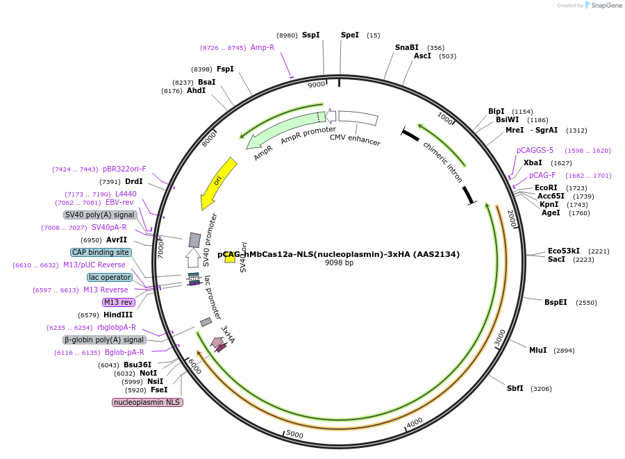 114090-plasmid-map-sequence-id-230476
