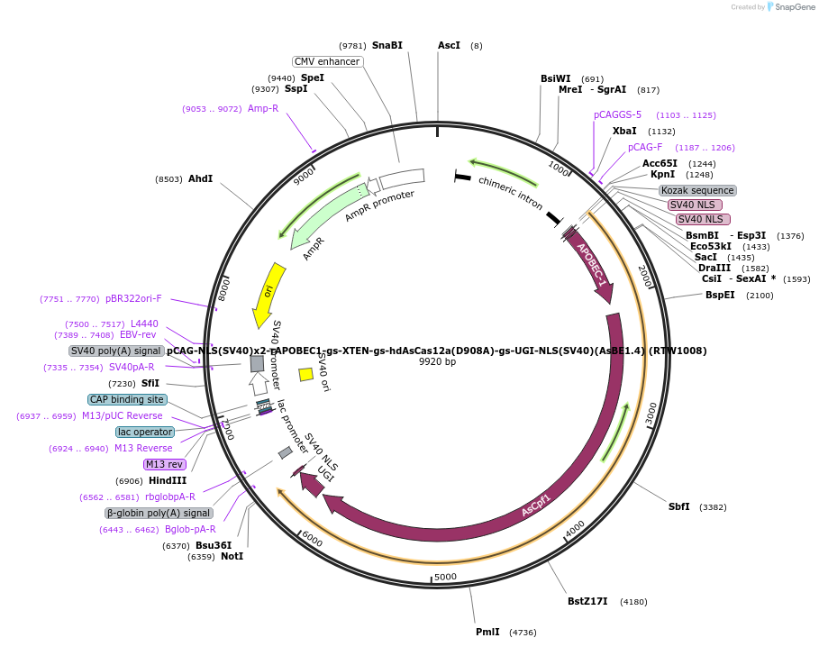 114080-plasmid-map-sequence-id-230482