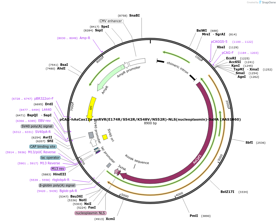 114093-plasmid-map-sequence-id-230492