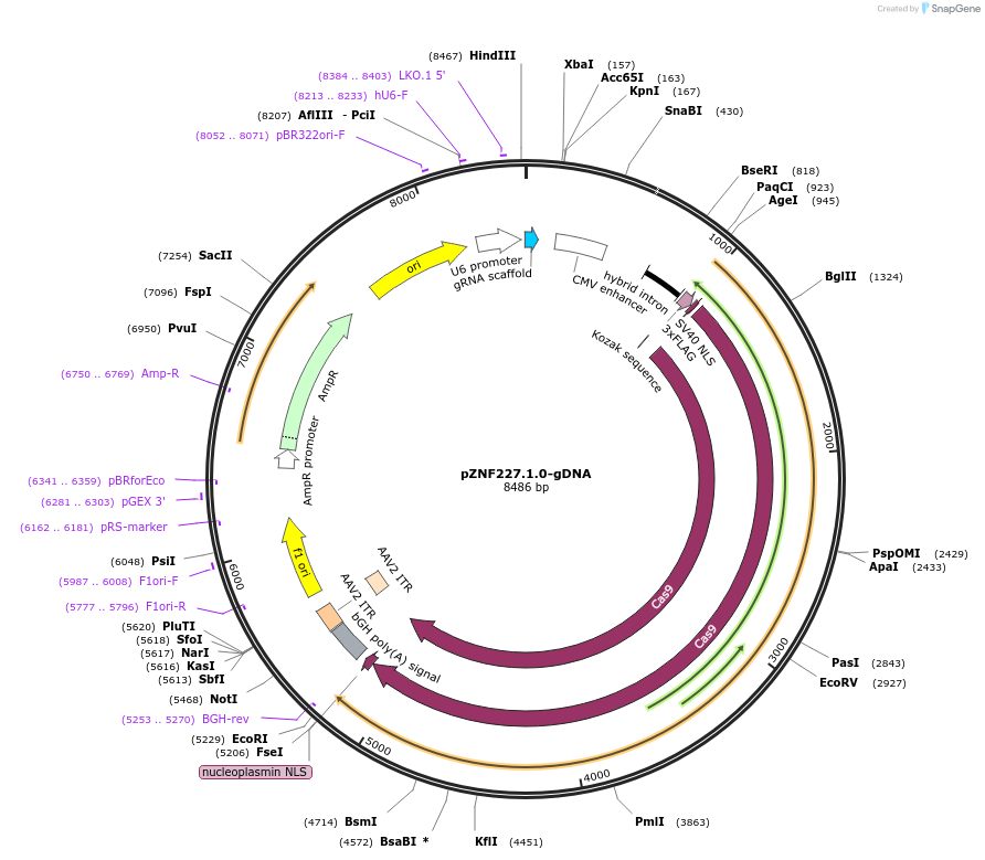 112464-plasmid-map-sequence-id-230494