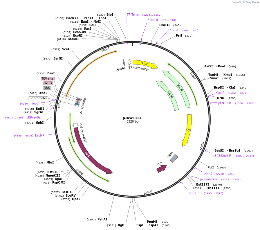 119028-plasmid-map-sequence-id-230501
