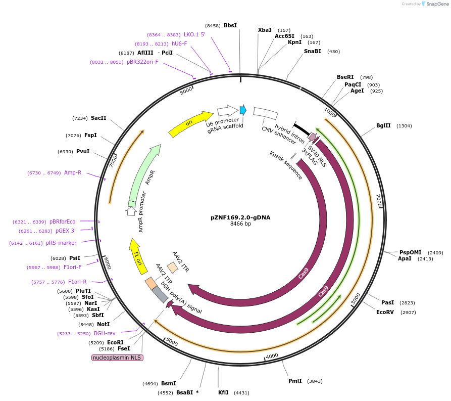 112472-plasmid-map-sequence-id-230503