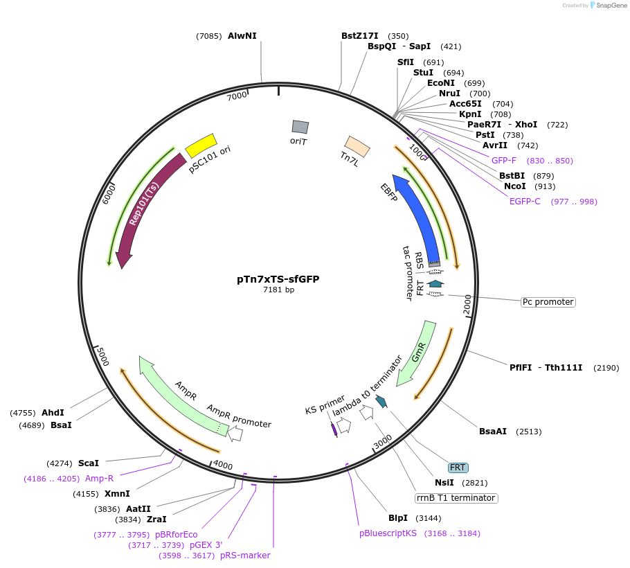 117390-plasmid-map-sequence-id-230514