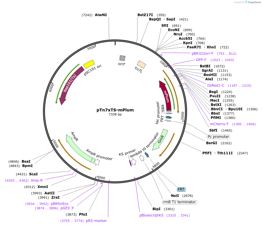 117392-plasmid-map-sequence-id-230523