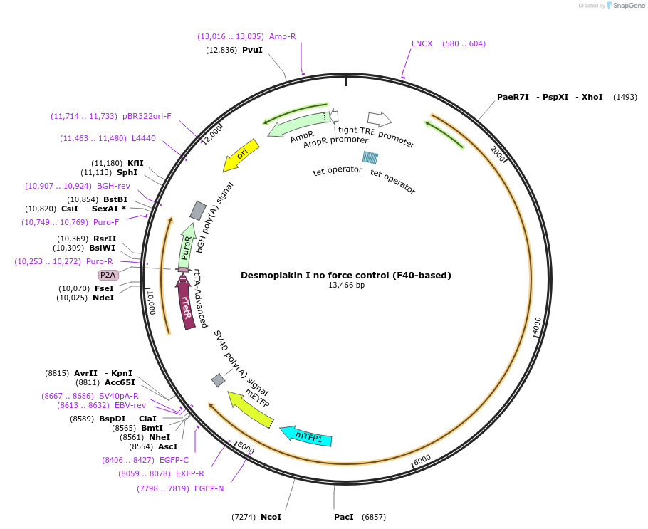 119187-plasmid-map-sequence-id-230534