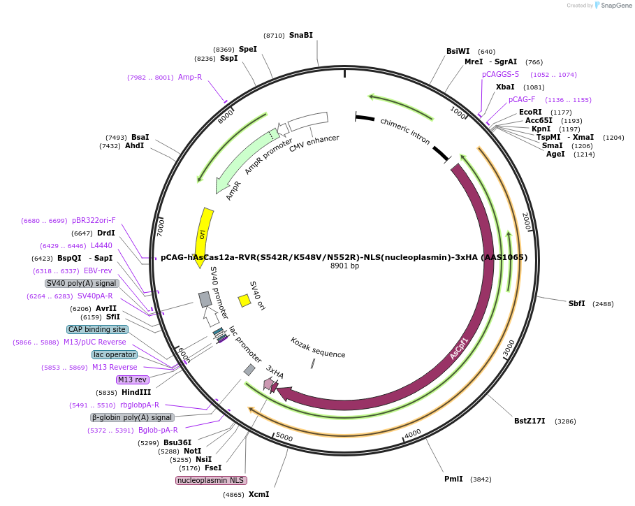 114092-plasmid-map-sequence-id-230539