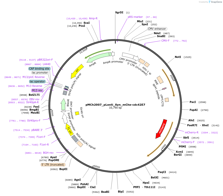 118620-plasmid-map-sequence-id-230550