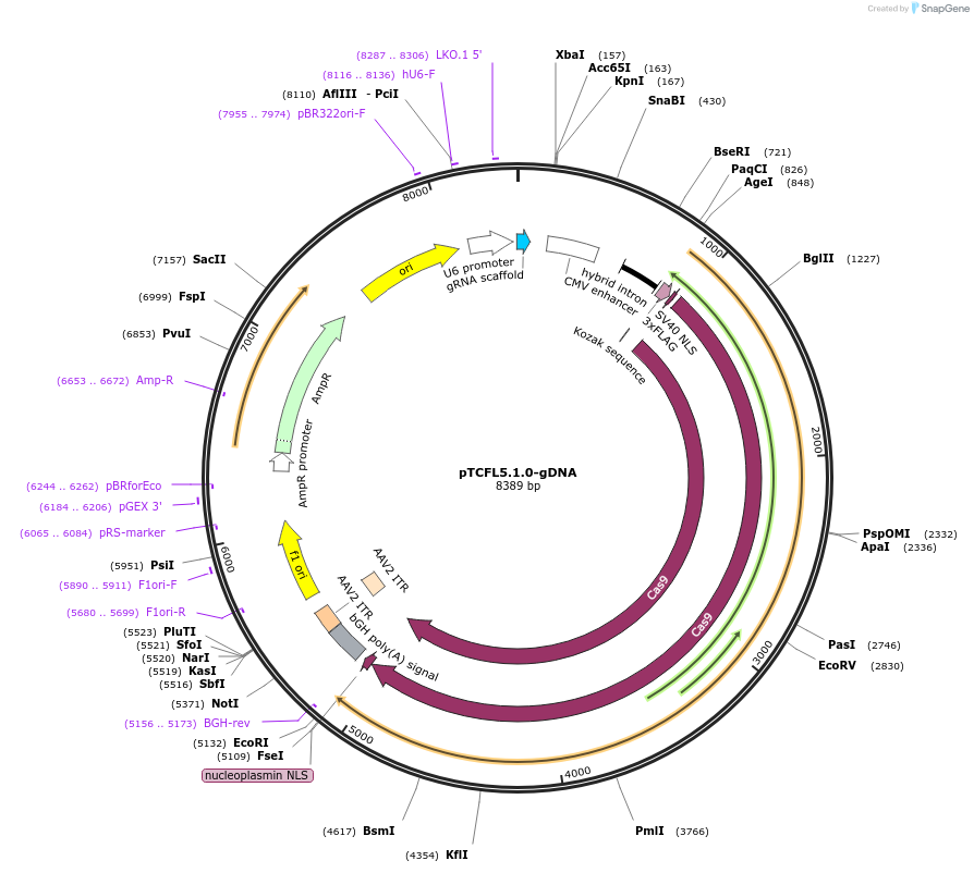 113775-plasmid-map-sequence-id-230564