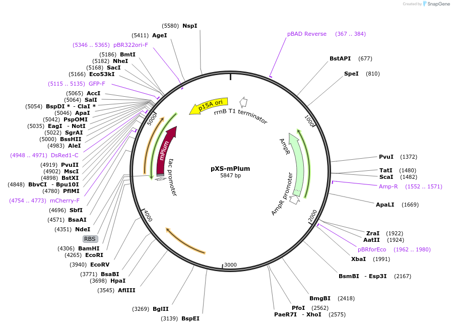 117388-plasmid-map-sequence-id-230628
