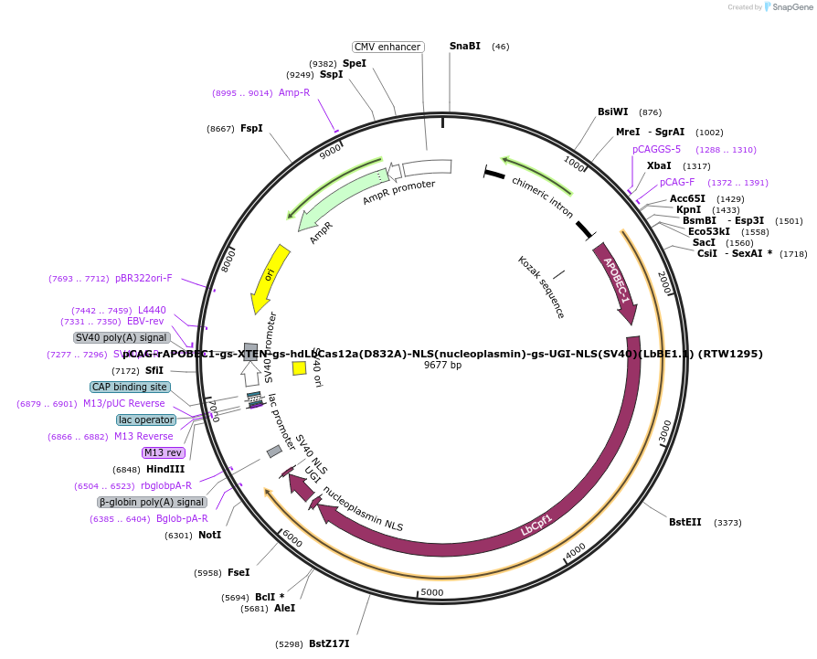 114085-plasmid-map-sequence-id-230653