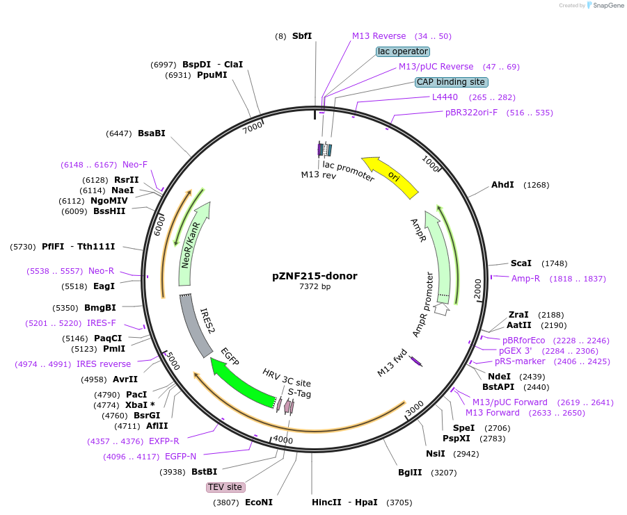 113804-plasmid-map-sequence-id-231033