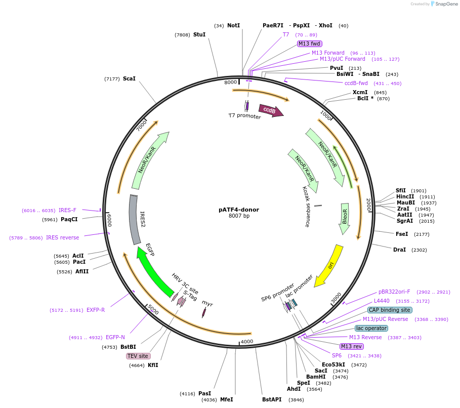 113805-plasmid-map-sequence-id-231035