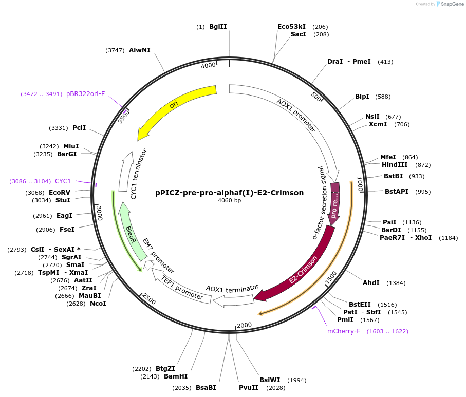 117660-plasmid-map-sequence-id-231071