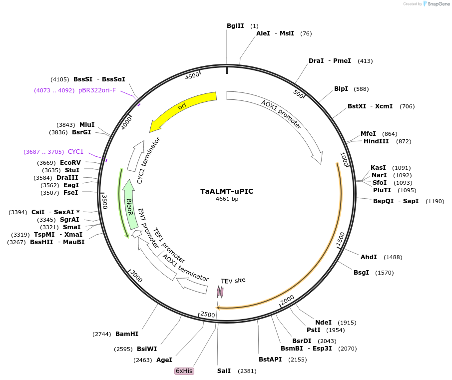 117870-plasmid-map-sequence-id-231165