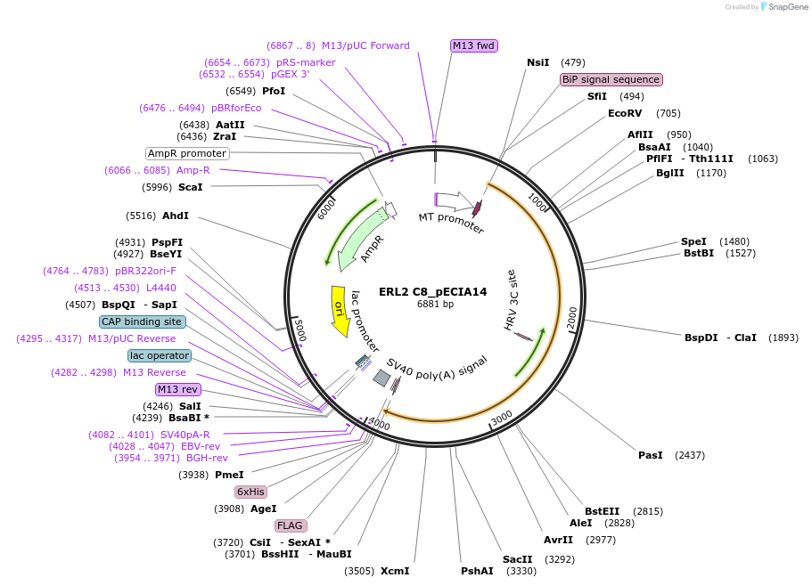 114931-plasmid-map-sequence-id-231172