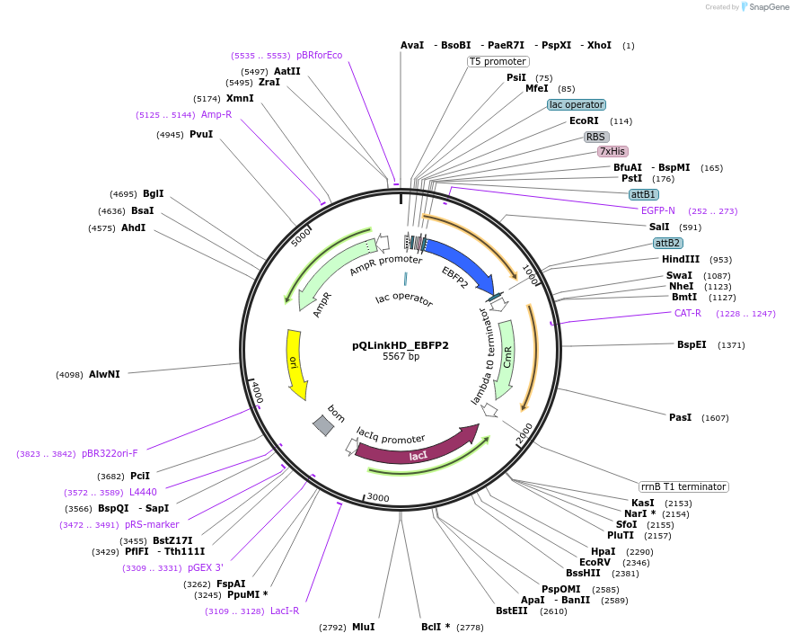 118853-plasmid-map-sequence-id-231174