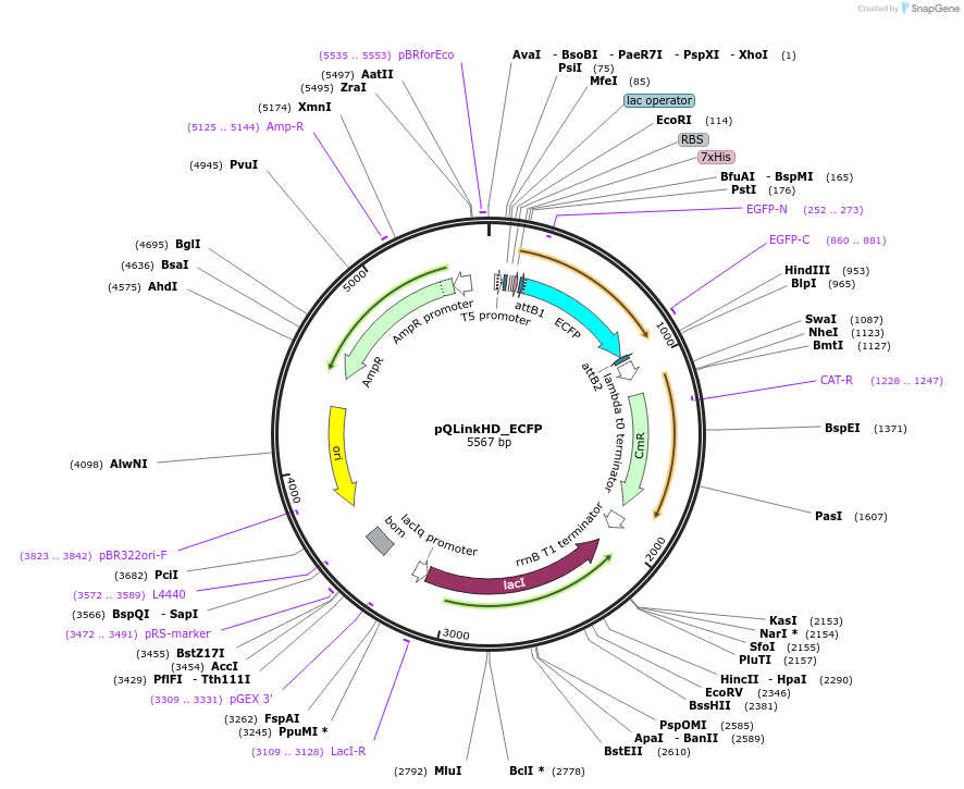 118857-plasmid-map-sequence-id-231180