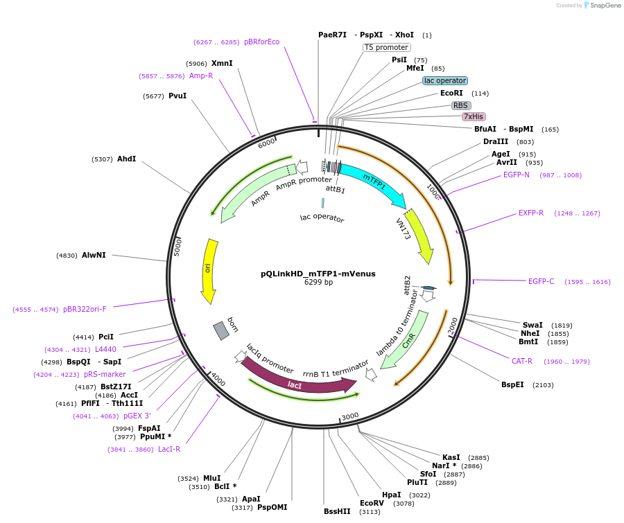 118859-plasmid-map-sequence-id-231191