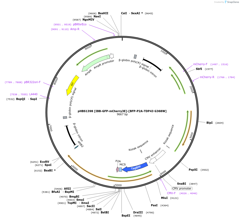 118811-plasmid-map-sequence-id-231205