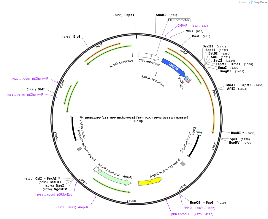 118813-plasmid-map-sequence-id-231210
