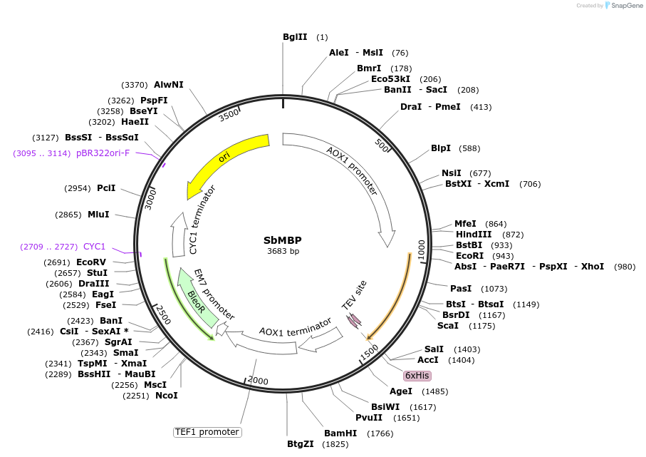 117861-plasmid-map-sequence-id-231212