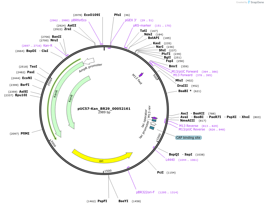 121206-plasmid-map-sequence-id-231219
